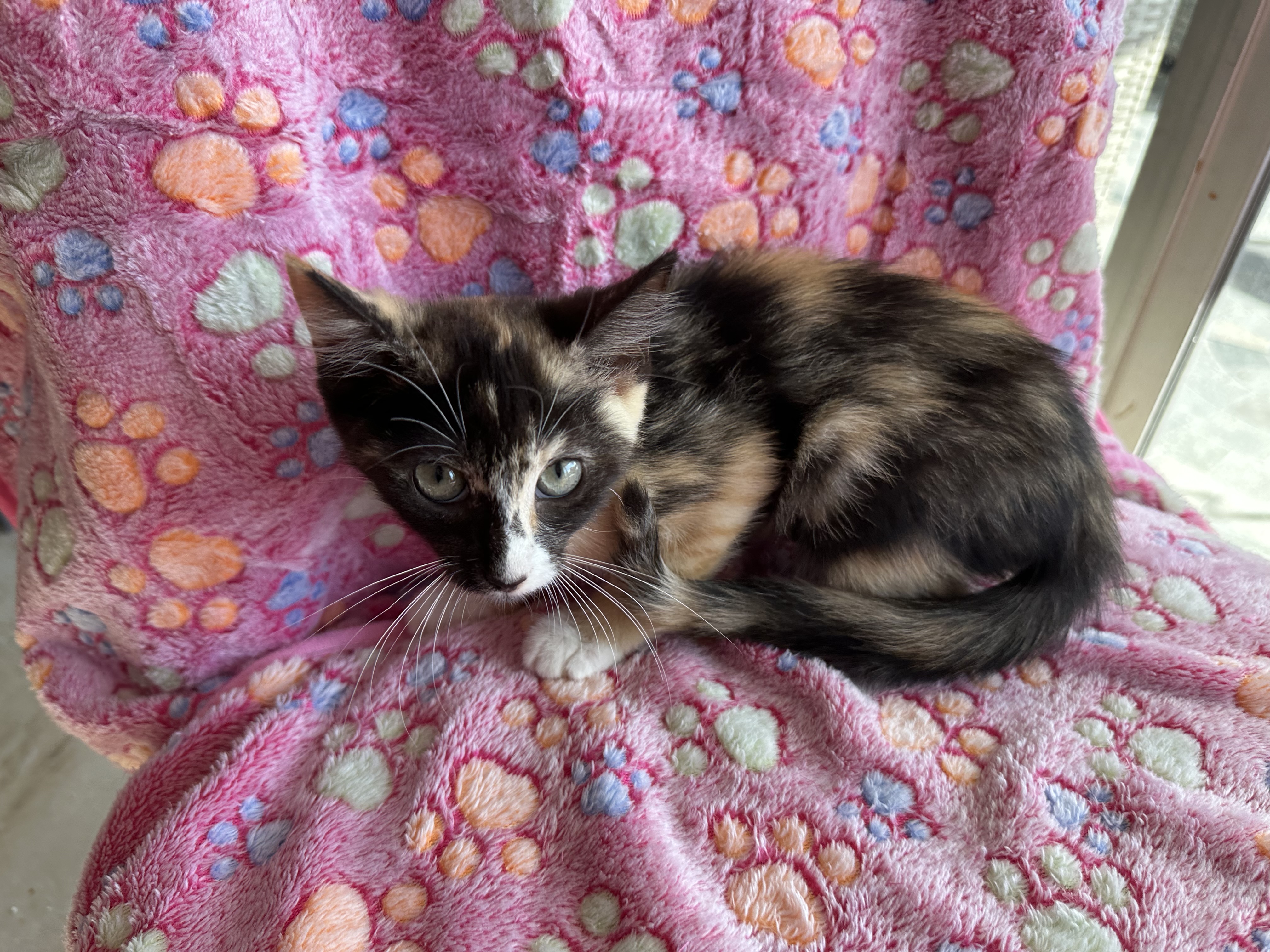 Lizzy, a Adopted mixed breed in New Port Richey, FL image 3/4