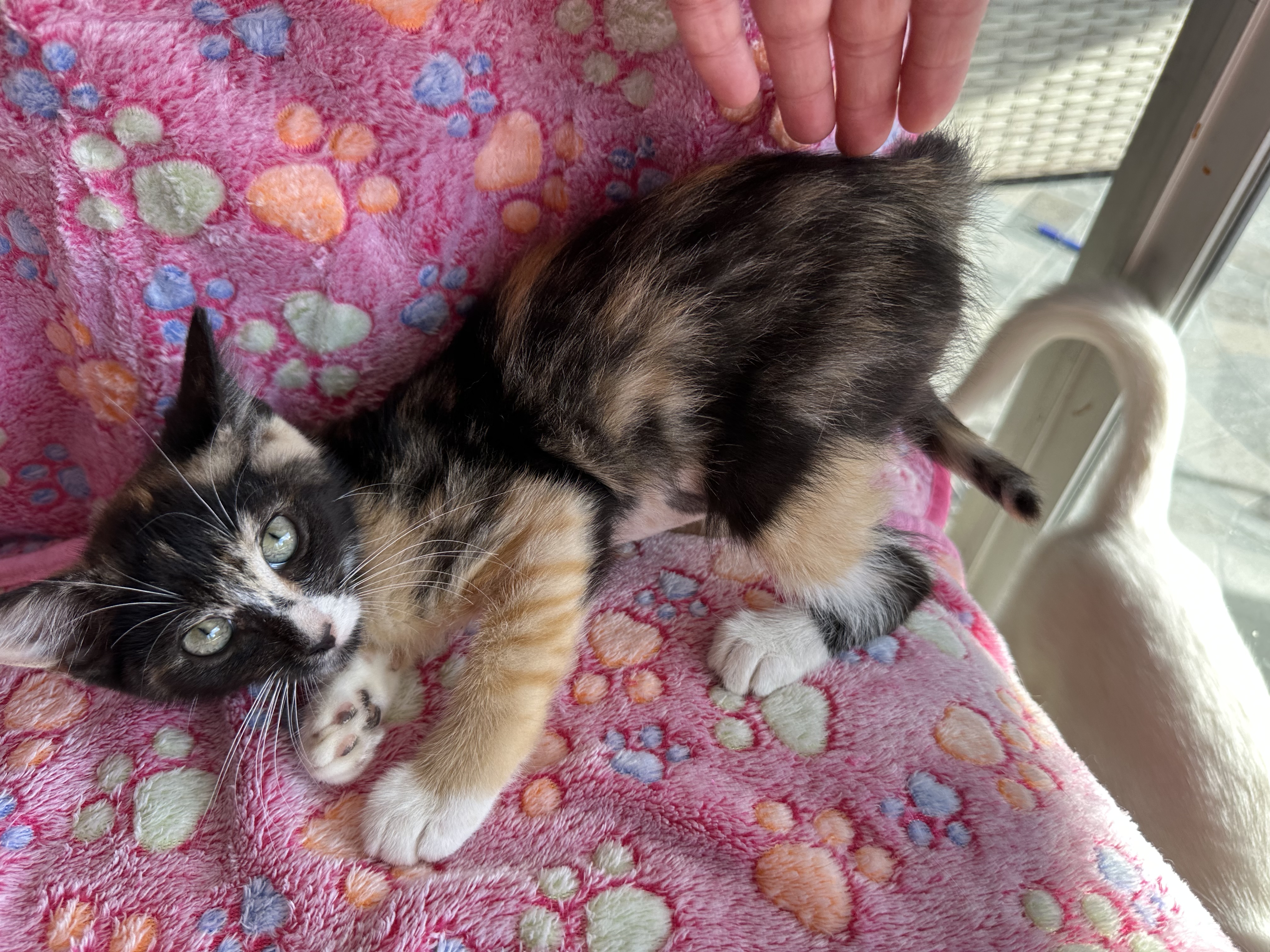 Lizzy, a Adopted mixed breed in New Port Richey, FL image 4/4