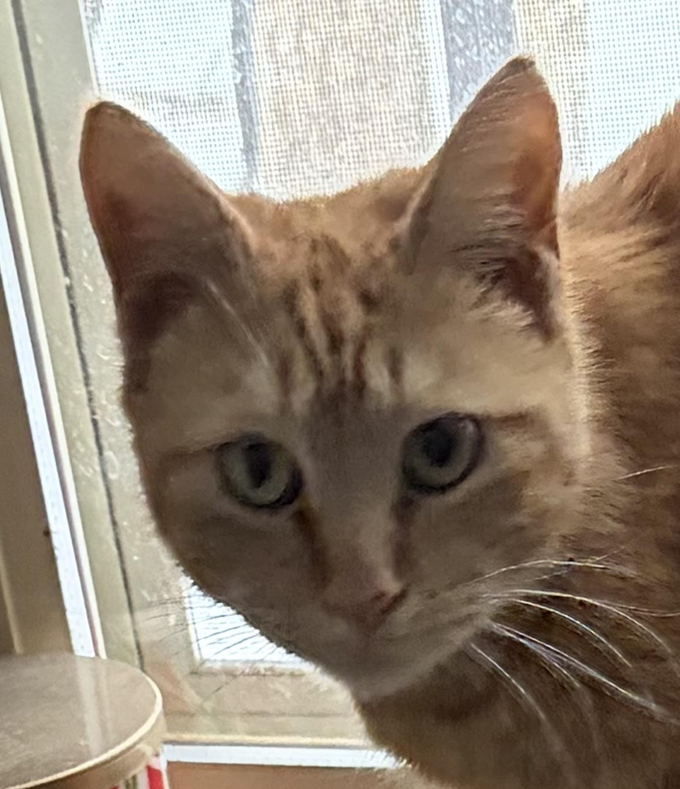 Enlarge Goldie, an adopted Domestic Short Hair in Houghton Lake, MI image 5/6
