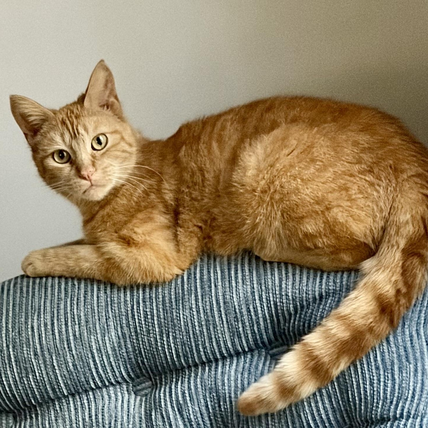 Enlarge Goldie, an adopted Domestic Short Hair in Houghton Lake, MI image 2/6