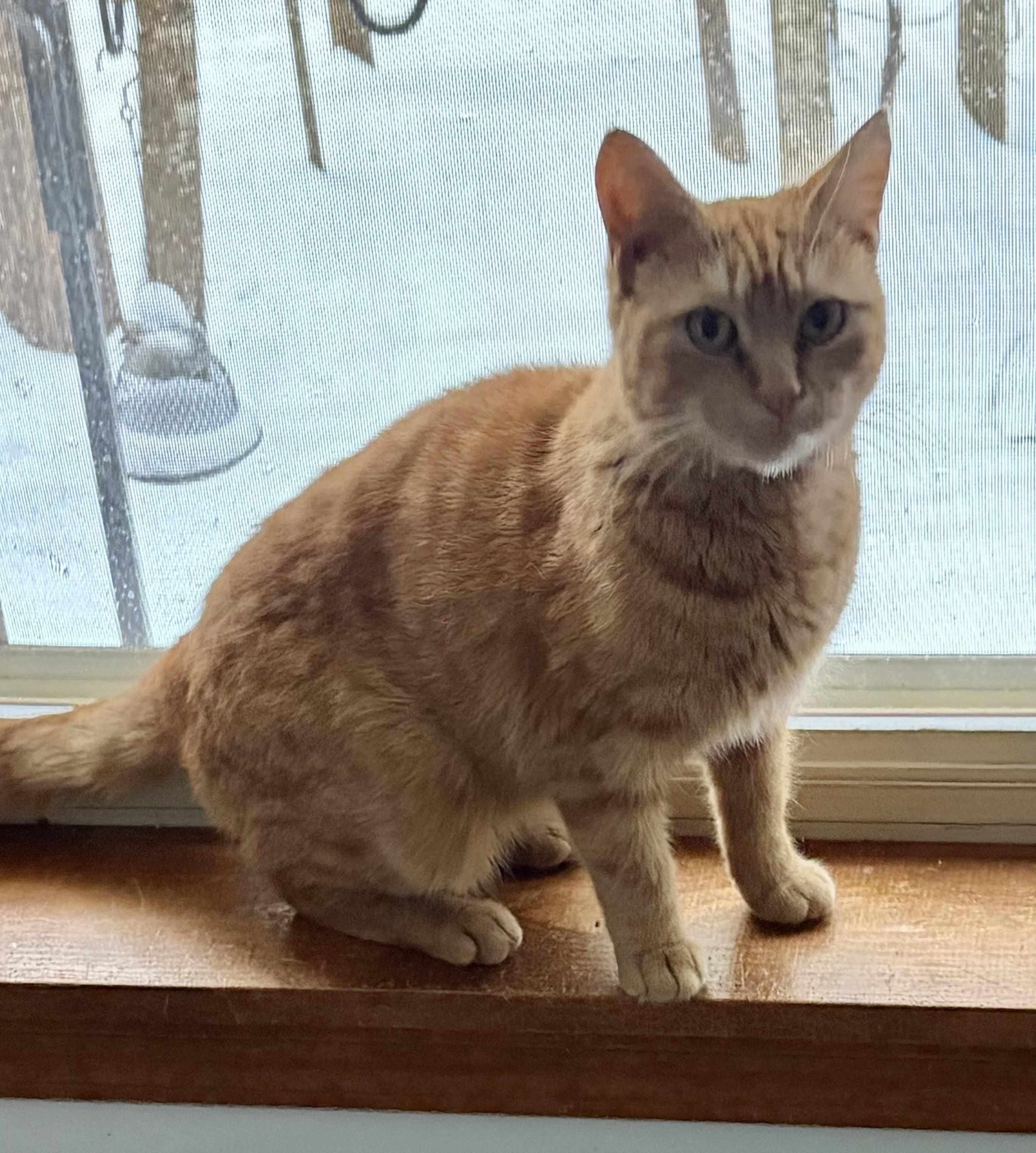 Enlarge Goldie, an adopted Domestic Short Hair in Houghton Lake, MI image 4/6