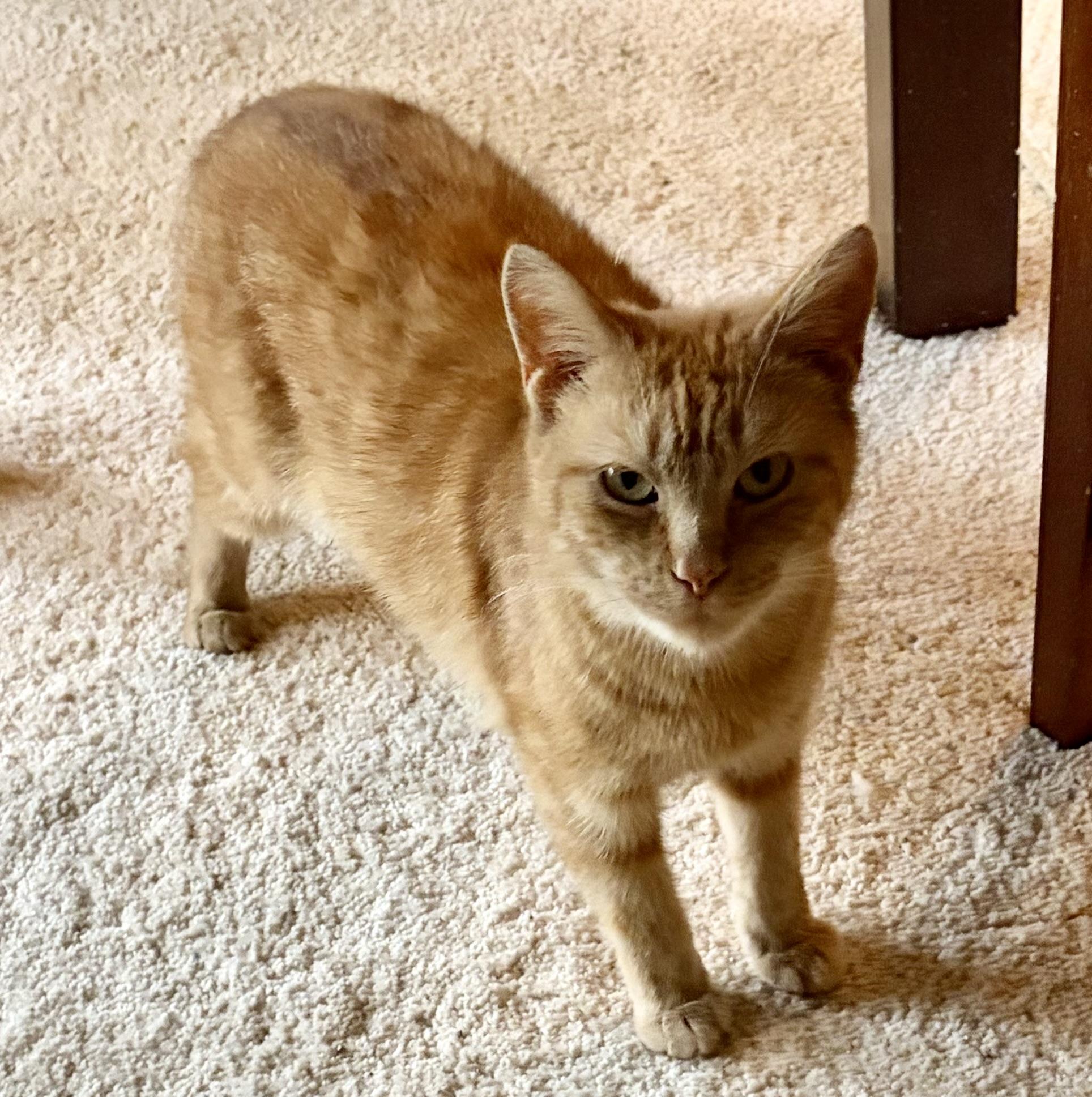 Enlarge Goldie, an adopted Domestic Short Hair in Houghton Lake, MI image 6/6