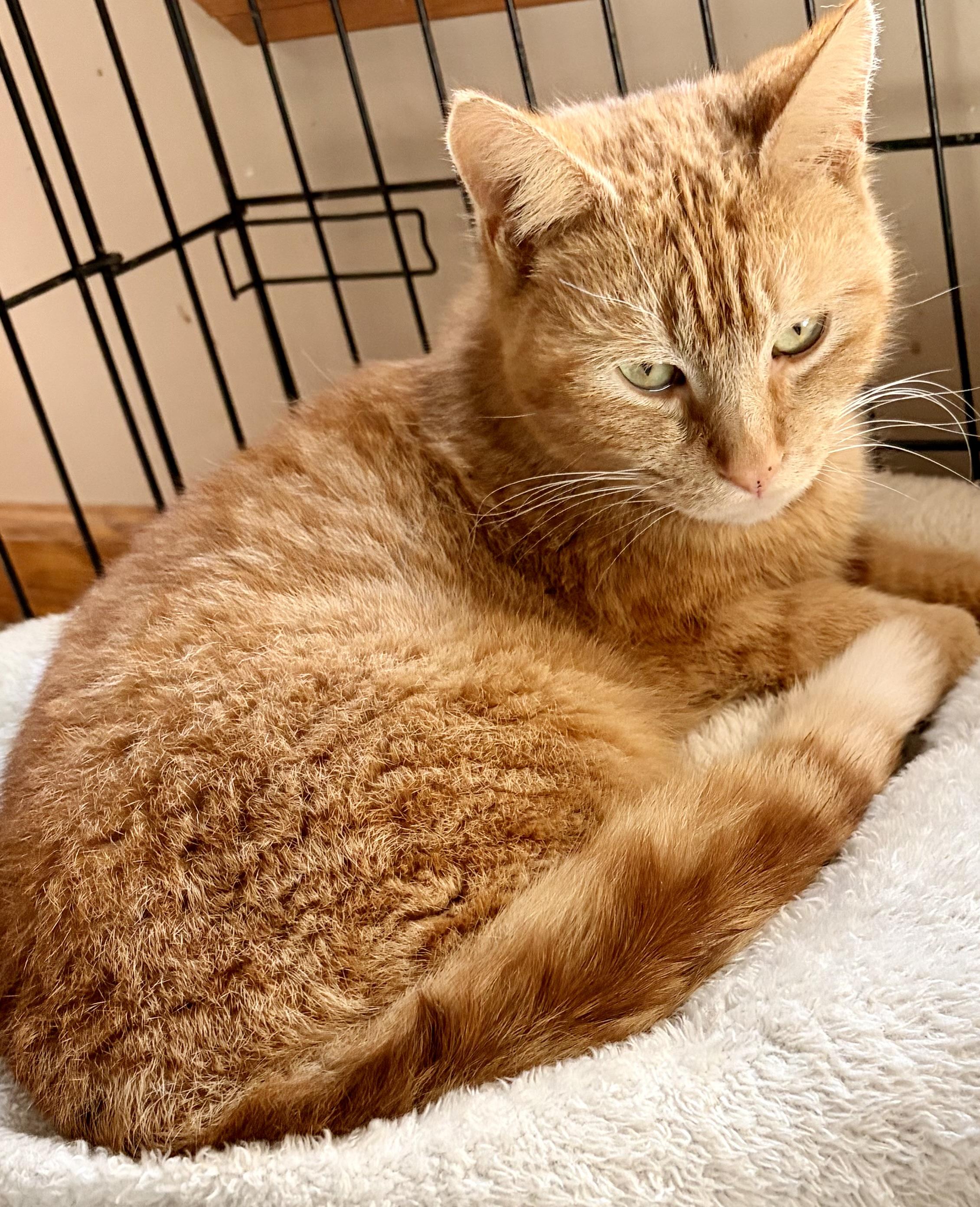 Enlarge Goldie, an adopted Domestic Short Hair in Houghton Lake, MI image 3/6