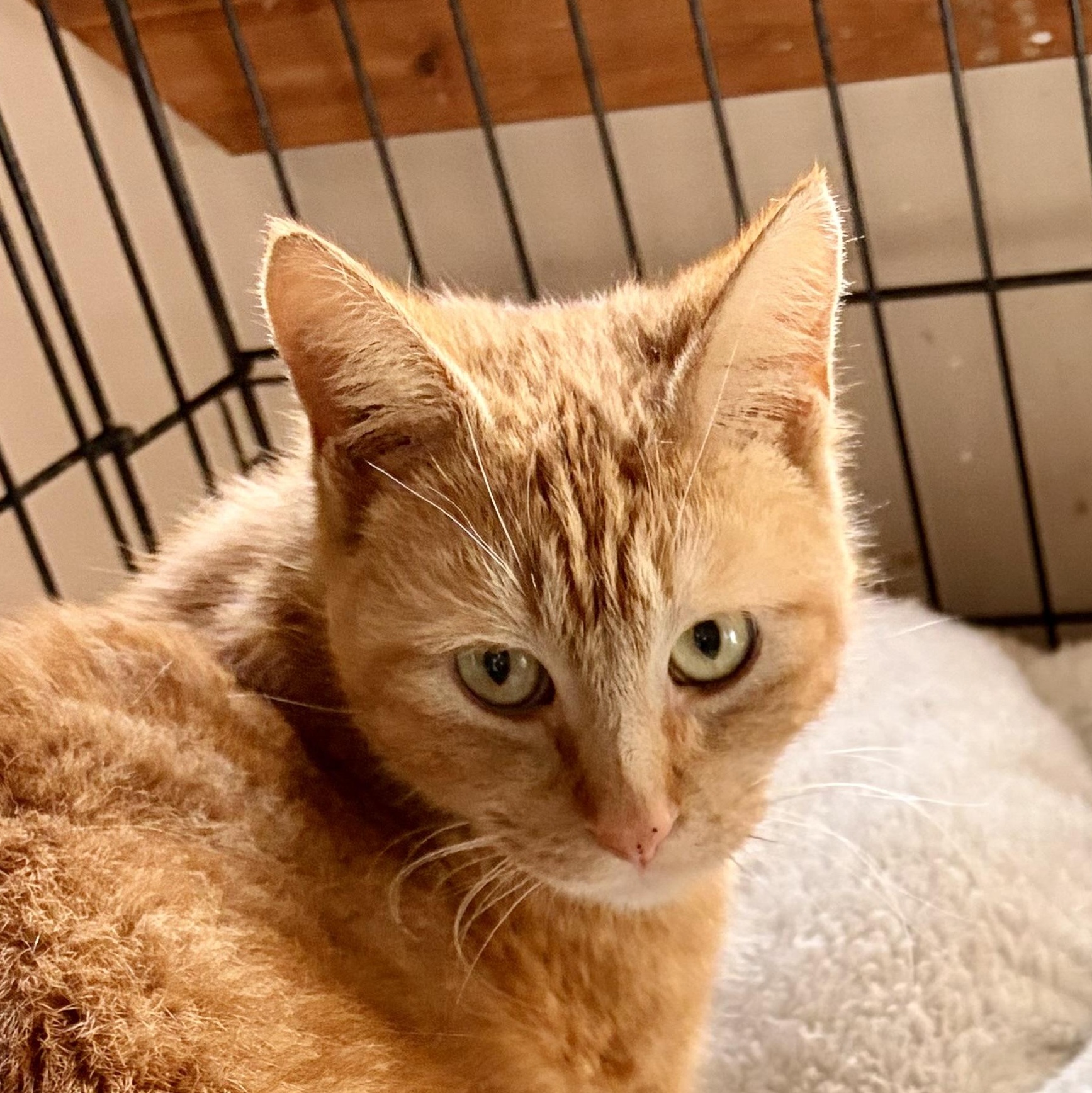 Enlarge Goldie, an adopted Domestic Short Hair in Houghton Lake, MI image 1/6
