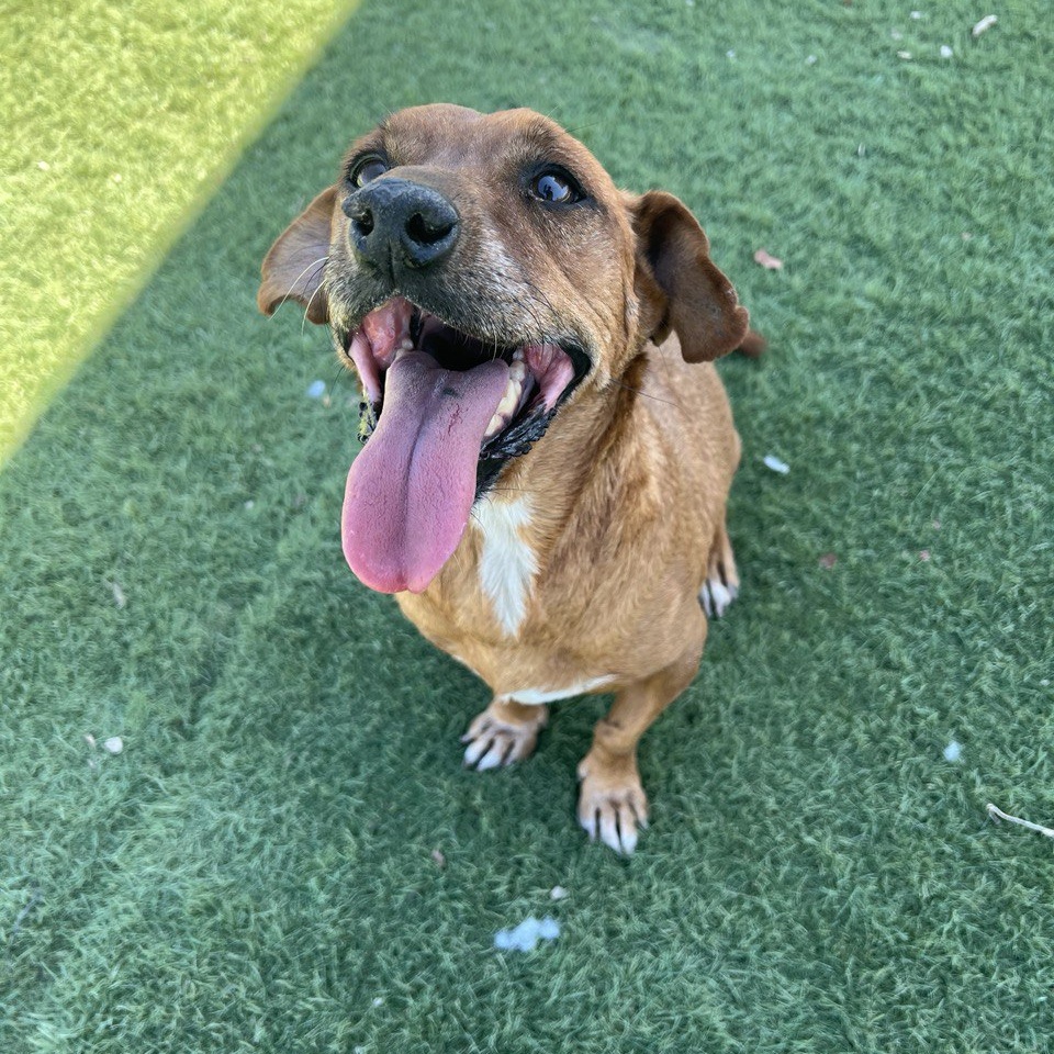 FRED (AVAILABLE 09/12/24) ***ADOPTIONS FEES WAIVED***