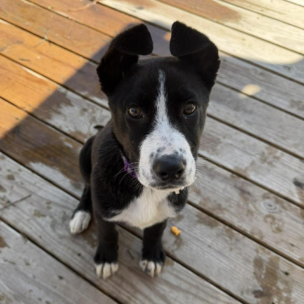 Enlarge Penny, a ADOPTABLE mixed breed in Wilmington, NC image 5/6