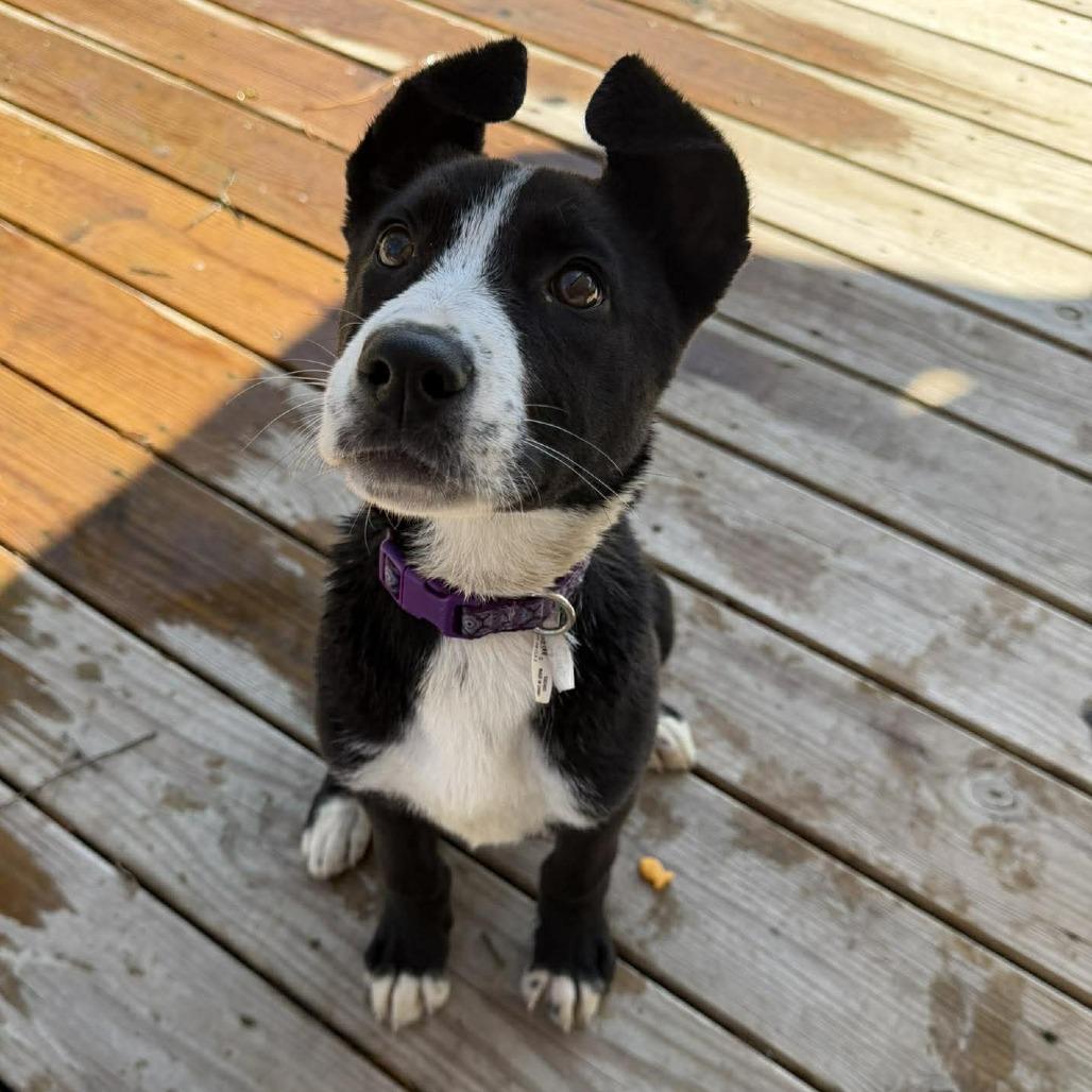 Enlarge Penny, a ADOPTABLE mixed breed in Wilmington, NC image 1/6