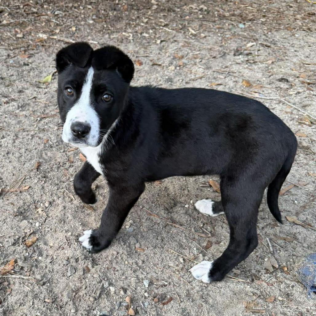 Enlarge Penny, a ADOPTABLE mixed breed in Wilmington, NC image 2/6