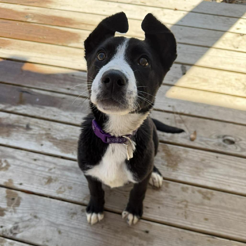 Enlarge Penny, a ADOPTABLE mixed breed in Wilmington, NC image 3/6