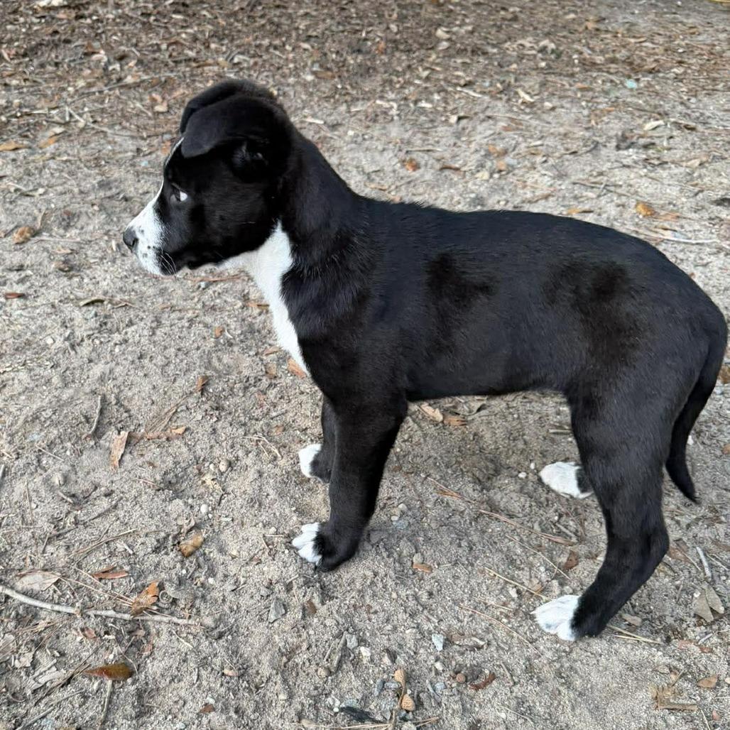 Enlarge Penny, a ADOPTABLE mixed breed in Wilmington, NC image 6/6