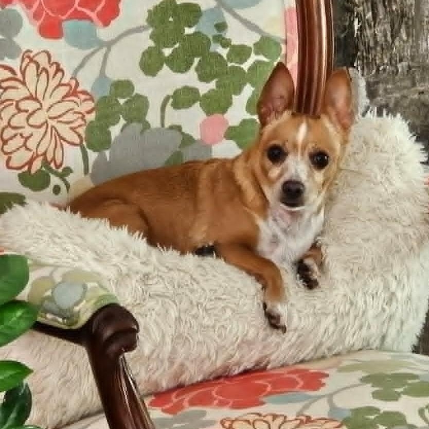 Sammy, a ADOPTABLE mixed breed in Cherry Hill, NJ image 2/6