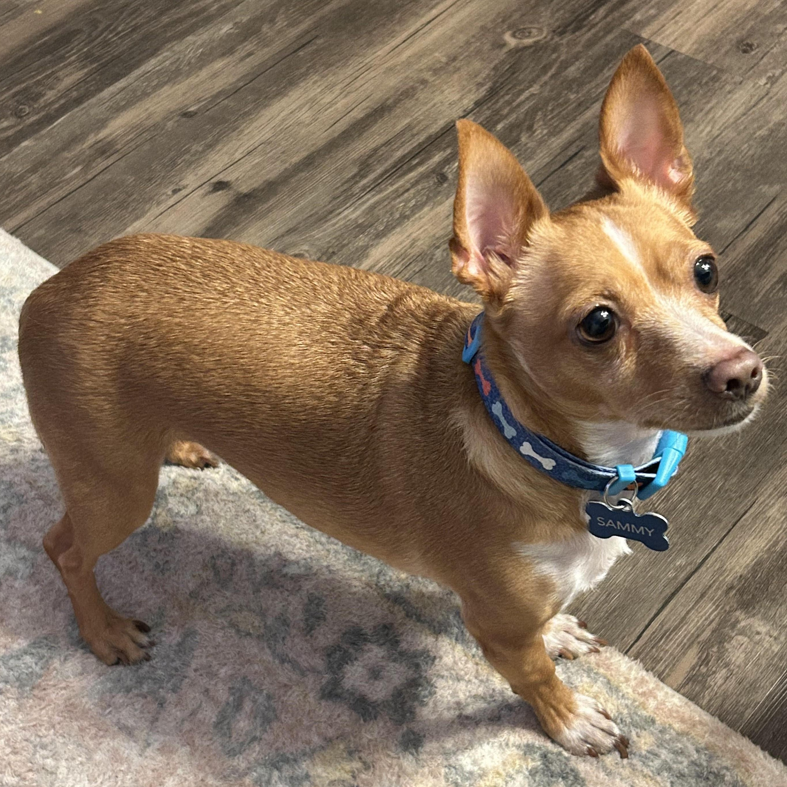 Sammy, a ADOPTABLE mixed breed in Cherry Hill, NJ image 4/6
