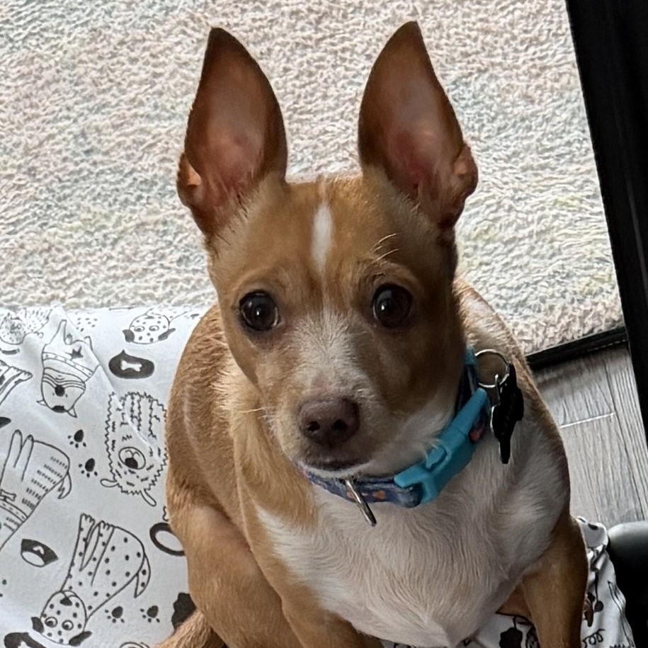 Sammy, a ADOPTABLE mixed breed in Cherry Hill, NJ image 3/6