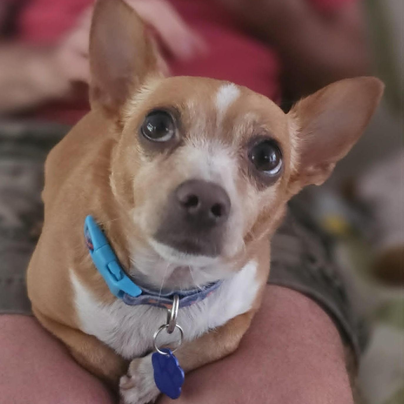 Sammy, ADOPTABLE, Adult Male Chihuahua & Miniature Pinscher.