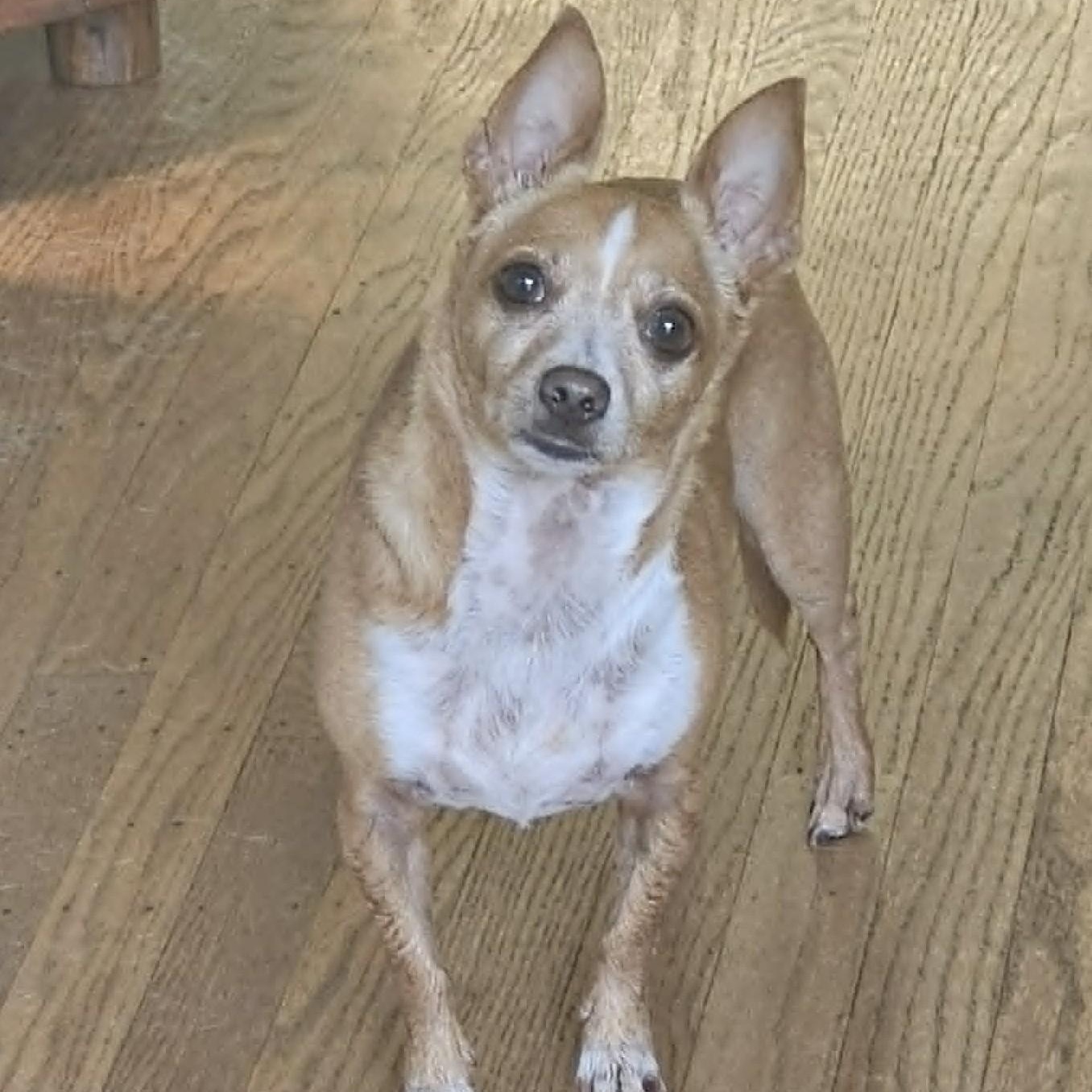 Sammy, a ADOPTABLE mixed breed in Cherry Hill, NJ image 5/6