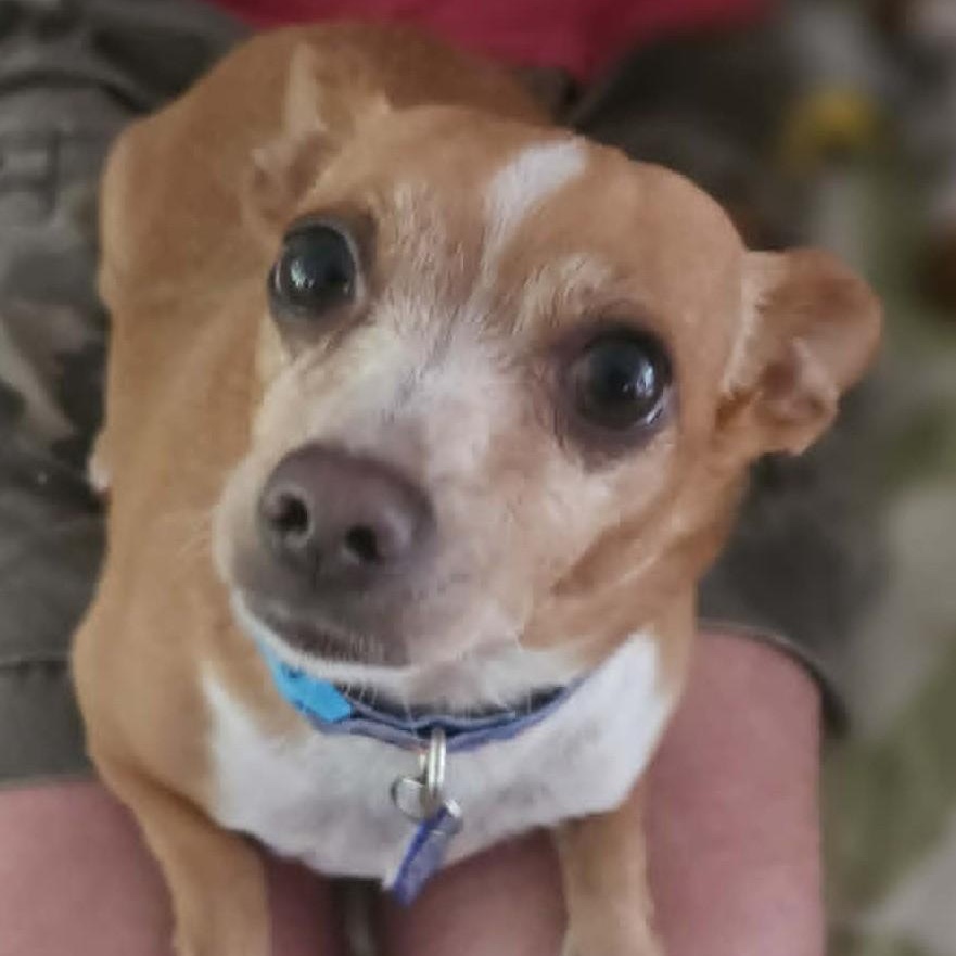 Sammy, a ADOPTABLE mixed breed in Cherry Hill, NJ image 6/6