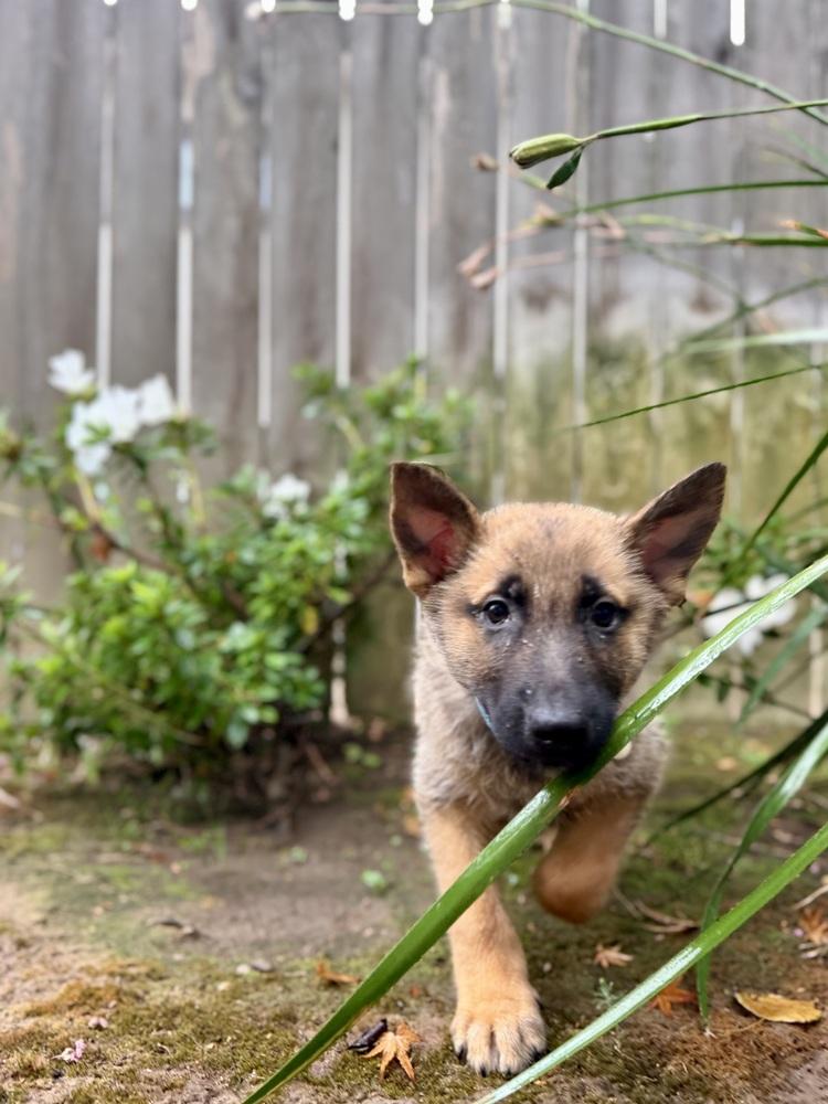 Enlarge Gomez, a Adoptable German Shepherd Dog in Palo Alto, CA image 1/6