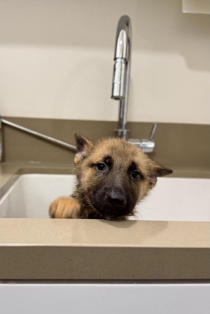 Enlarge Gomez, a Adoptable German Shepherd Dog in Palo Alto, CA image 2/6