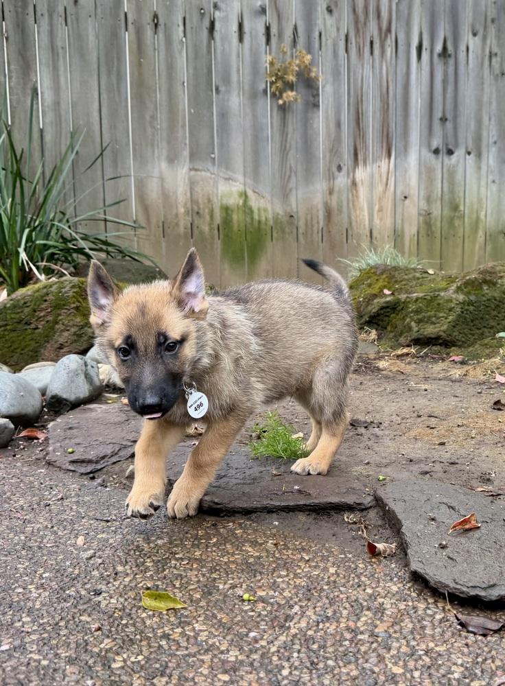Enlarge Gomez, a Adoptable German Shepherd Dog in Palo Alto, CA image 4/6