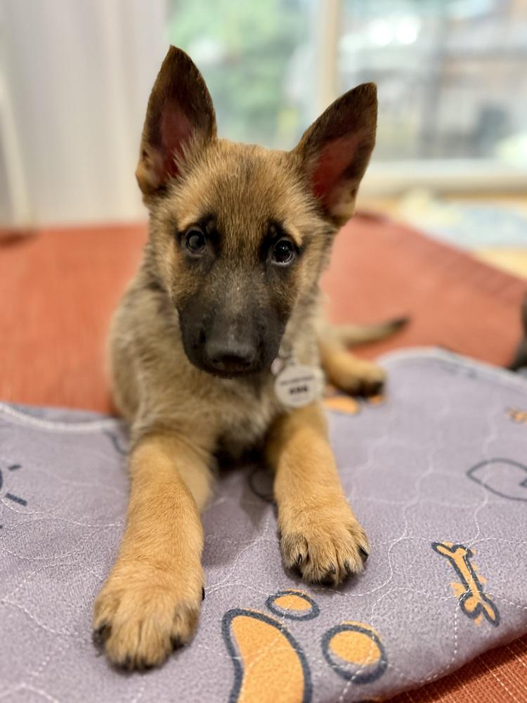Enlarge Gomez, a Adoptable German Shepherd Dog in Palo Alto, CA image 5/6