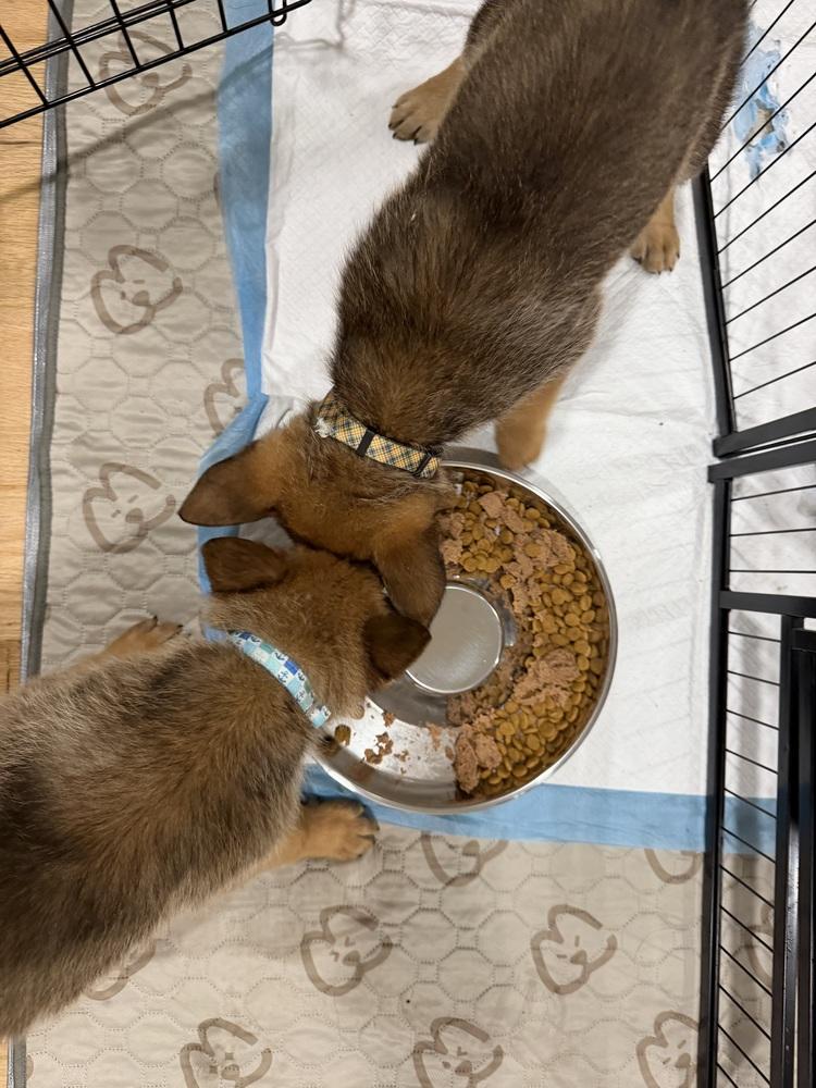 Enlarge Gomez, a Adoptable German Shepherd Dog in Palo Alto, CA image 6/6