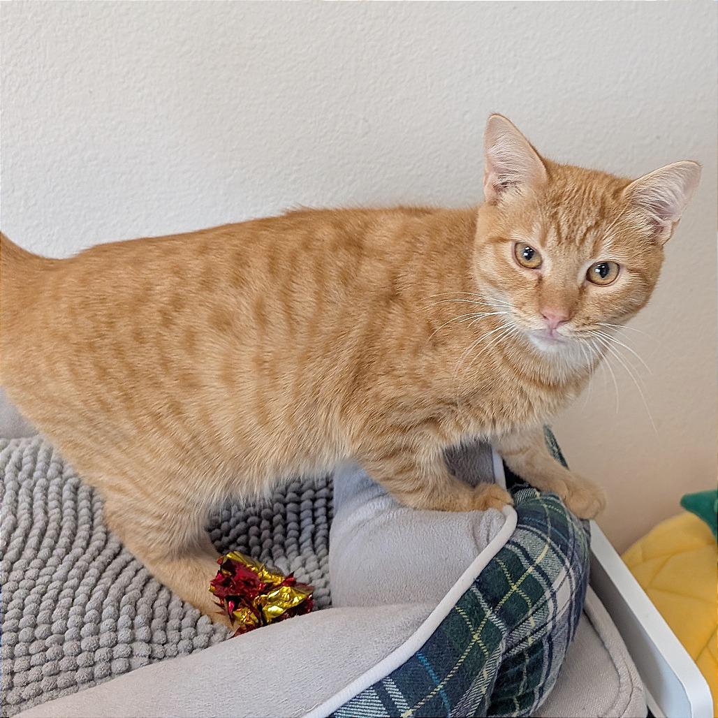 Enlarge Crash, a Adoptable Domestic Short Hair in Pleasant Hill, CA image 2/5