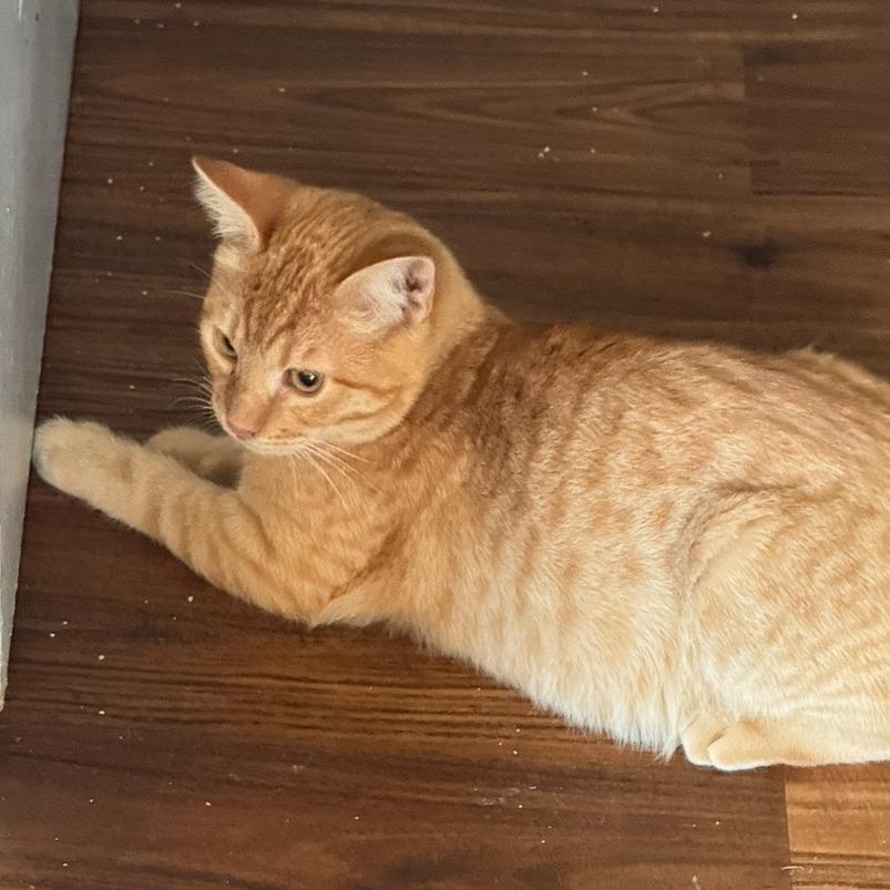 Enlarge Crash, a Adoptable Domestic Short Hair in Pleasant Hill, CA image 3/5