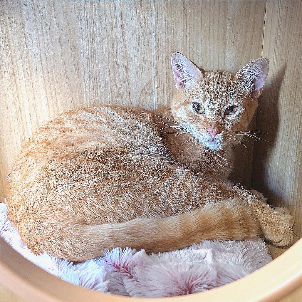 Enlarge Crash, a Adoptable Domestic Short Hair in Pleasant Hill, CA image 4/5