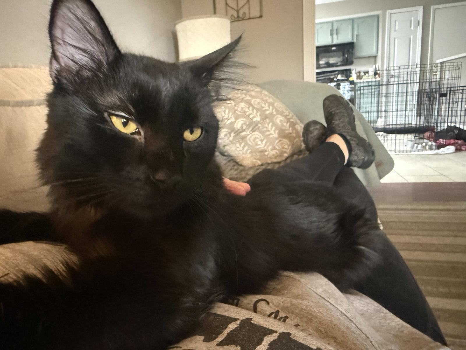 Enlarge T'Challa, a Adoptable Domestic Medium Hair in Fenton, MO image 1/3