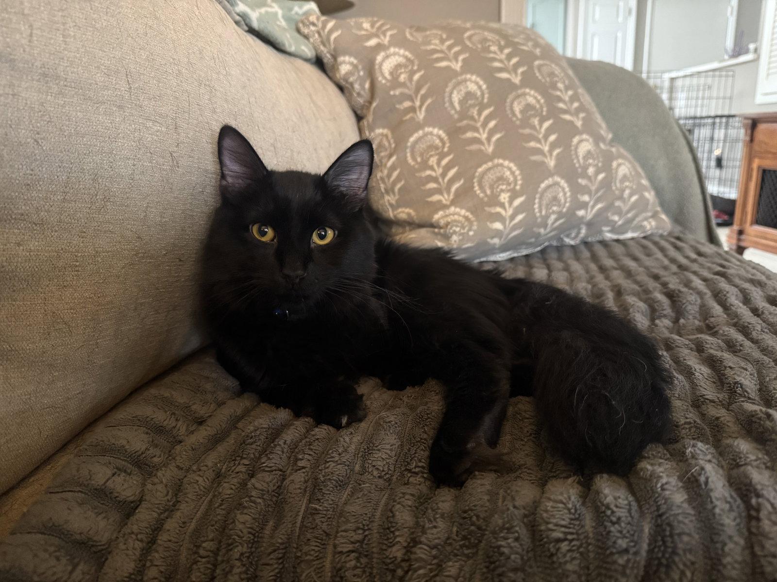 Enlarge T'Challa, a Adoptable Domestic Medium Hair in Fenton, MO image 2/3