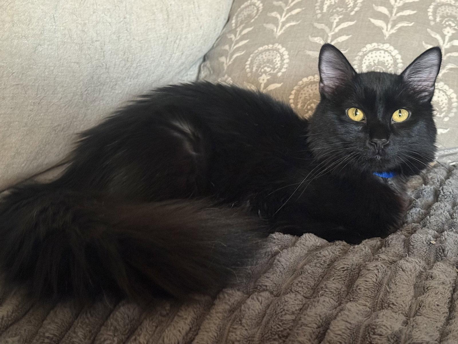 Enlarge T'Challa, a Adoptable Domestic Medium Hair in Fenton, MO image 3/3