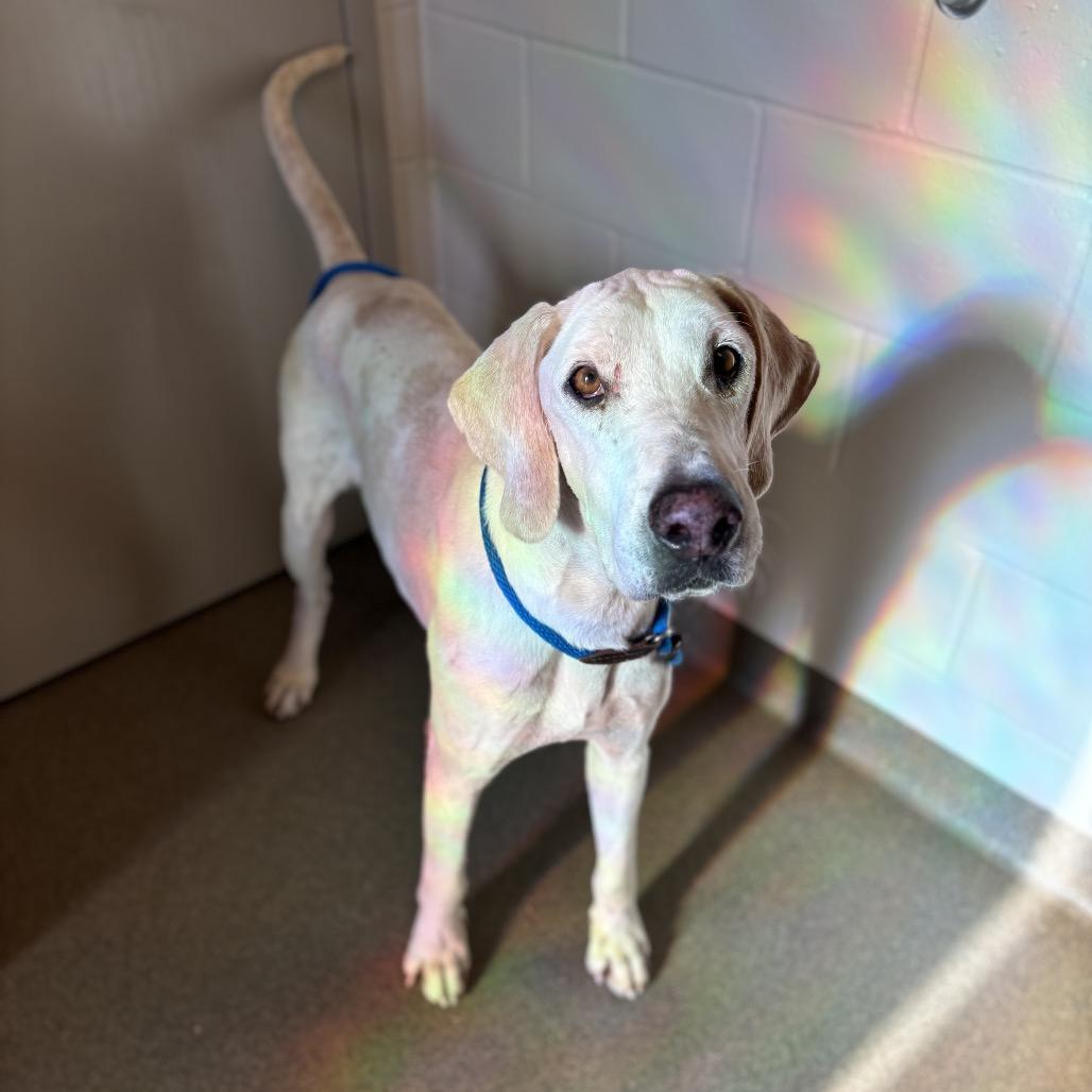 Elmer, Adoptable, Senior Male Coonhound.