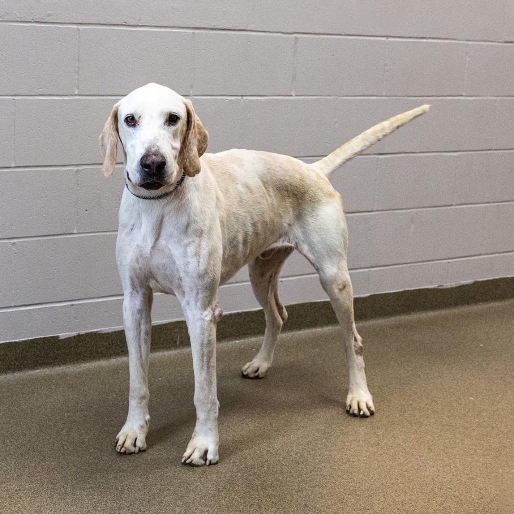 Elmer, a Adoptable mixed breed in Council Bluffs, IA image 2/3