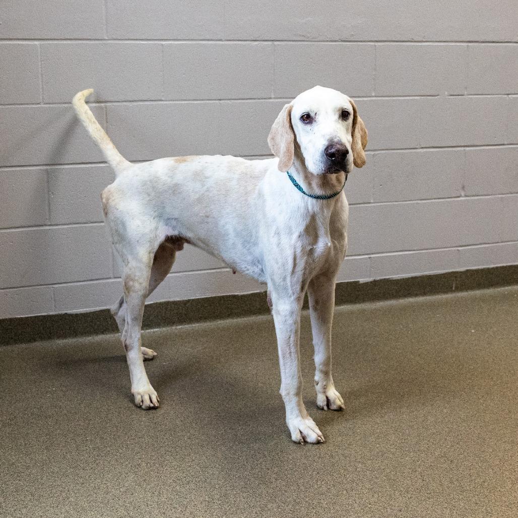 Elmer, a Adoptable mixed breed in Council Bluffs, IA image 3/3