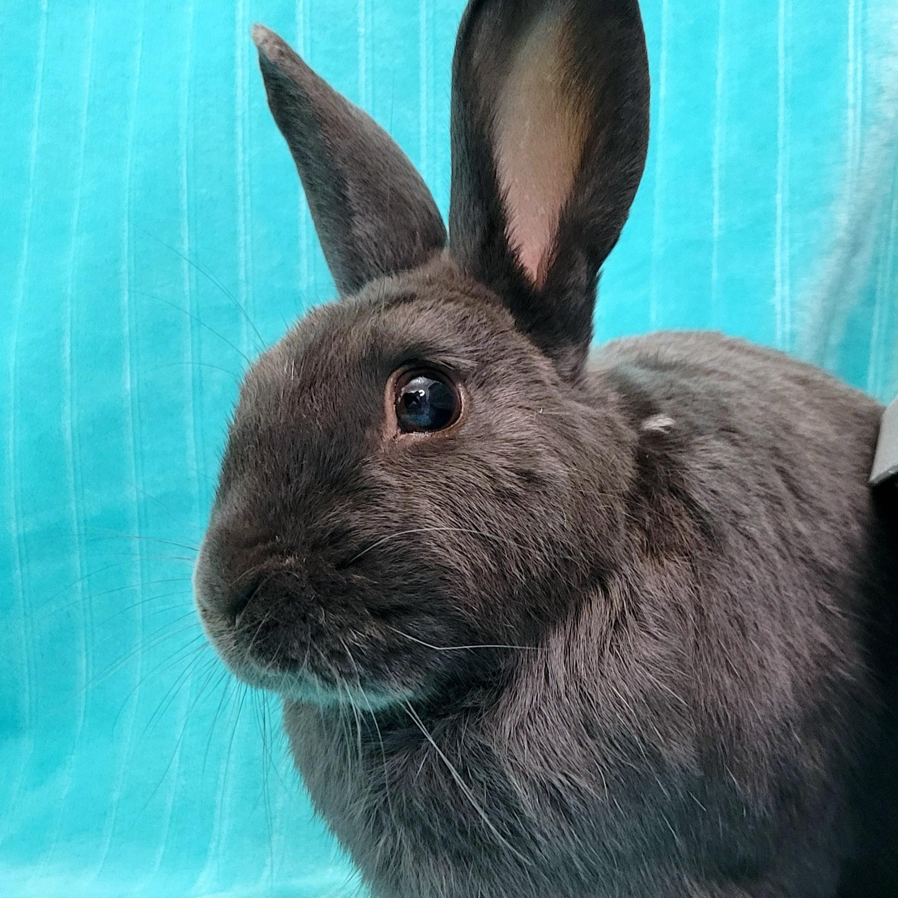 Enlarge Rooney, an adopted mixed breed in Pittsburgh, PA image 2/5