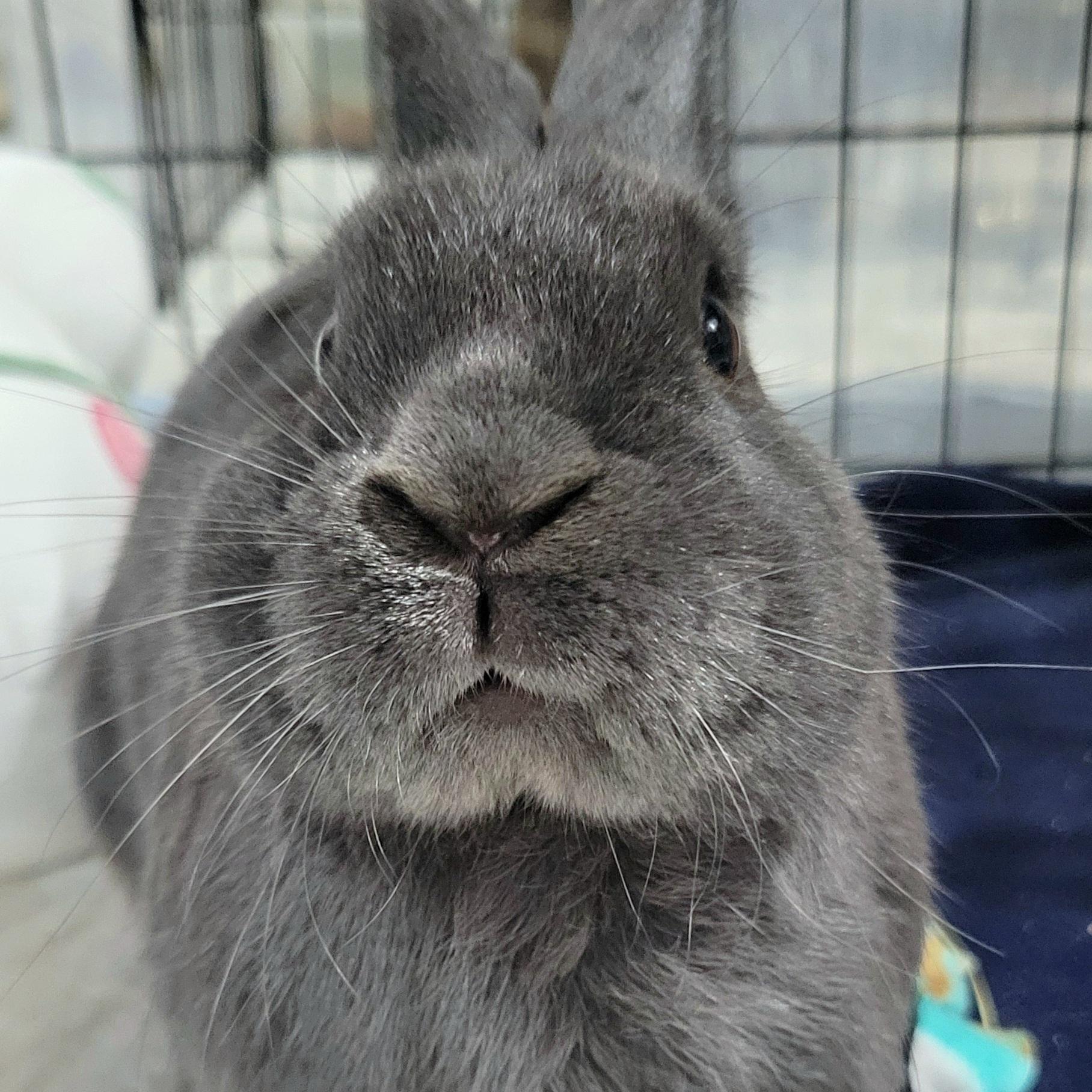 Rooney, adopted, Adult Male American.