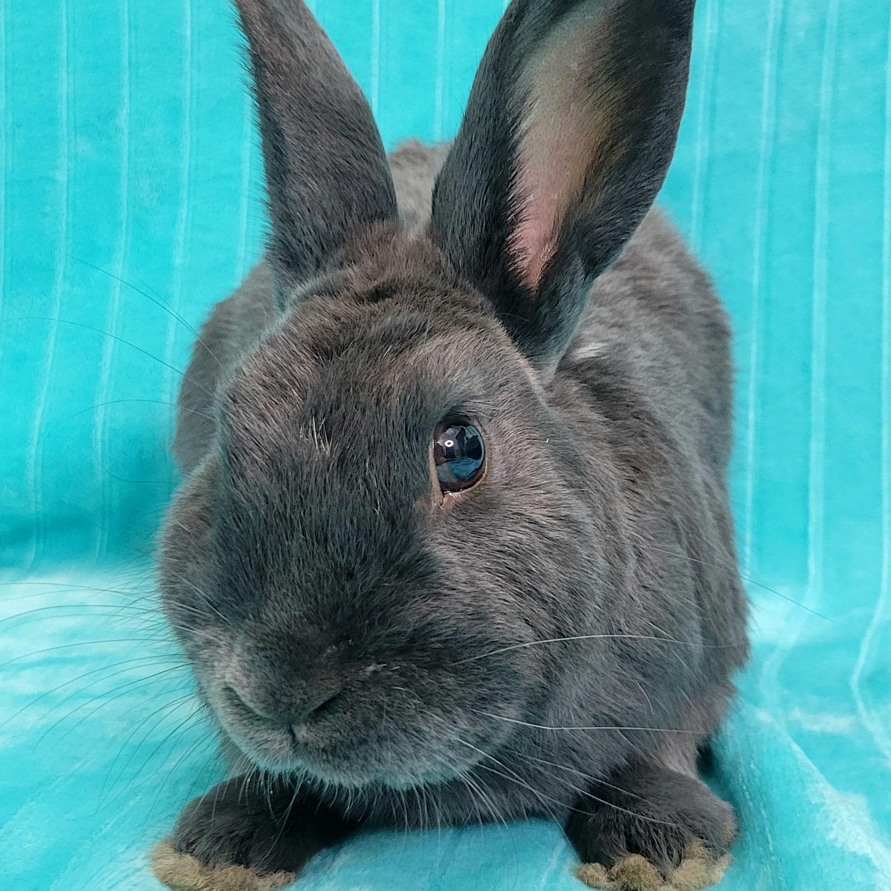 Enlarge Rooney, an adopted mixed breed in Pittsburgh, PA image 4/5