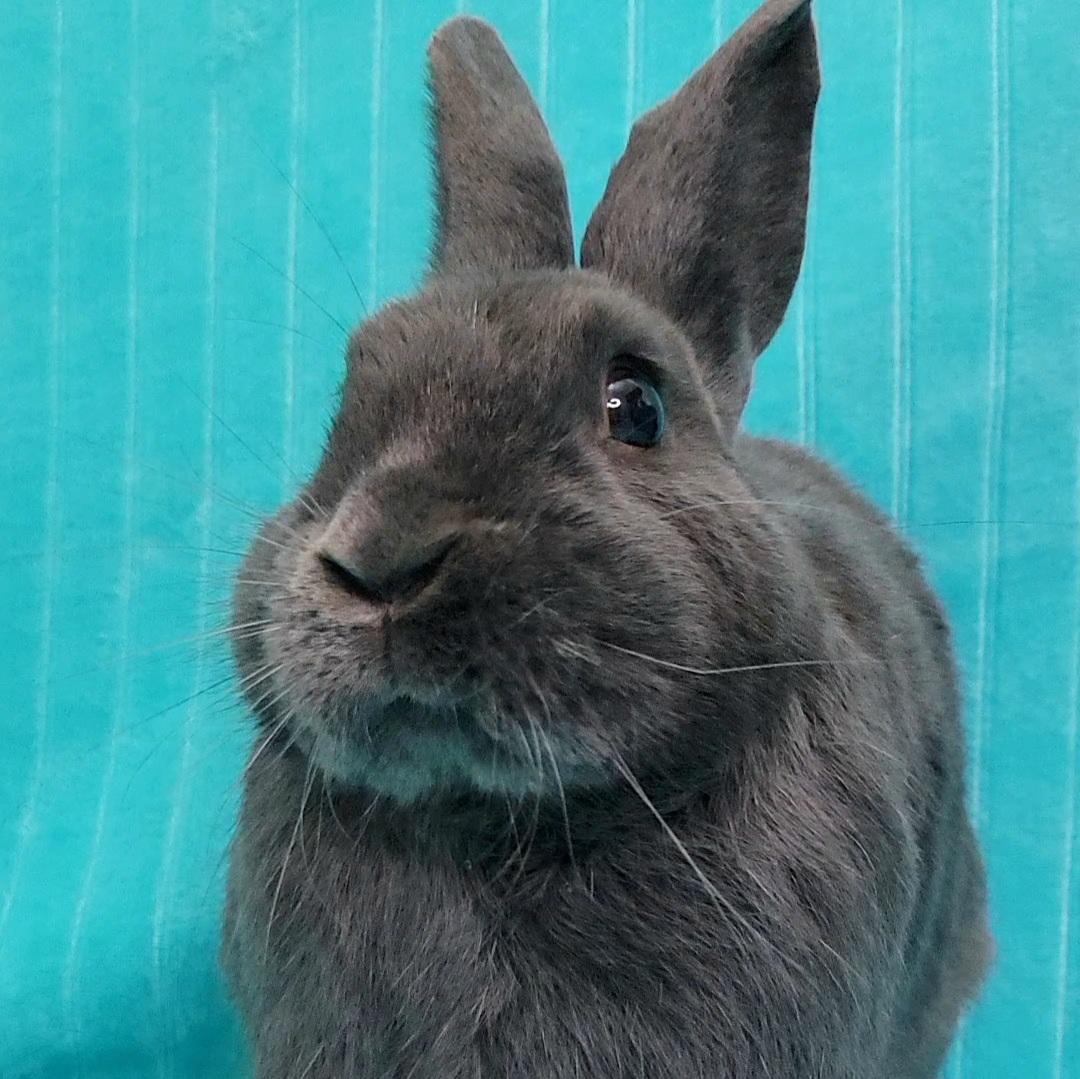 Enlarge Rooney, an adopted mixed breed in Pittsburgh, PA image 5/5