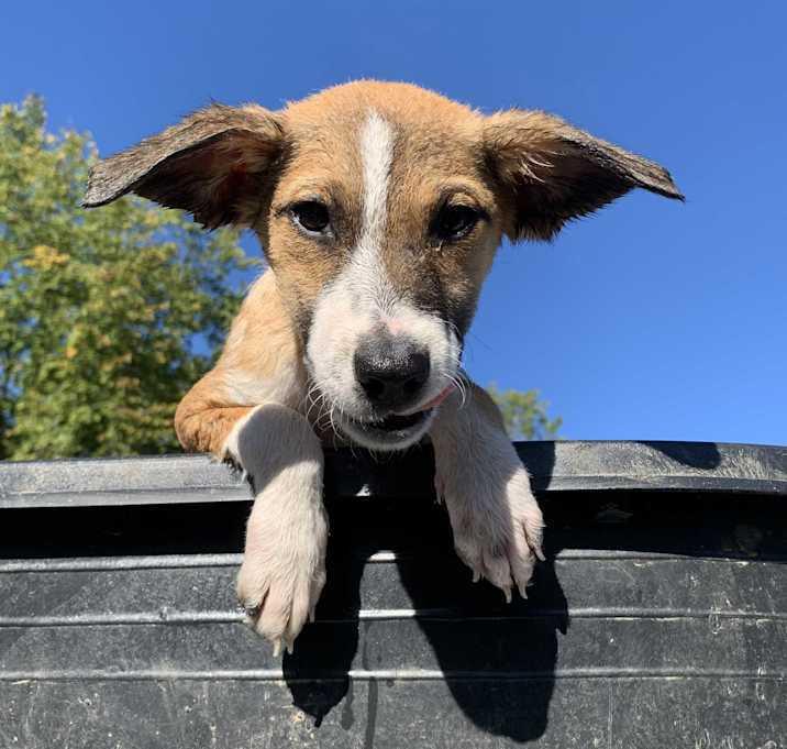 Queen Poppy, Adoptable, Puppy Female Great Pyrenees & Hound.