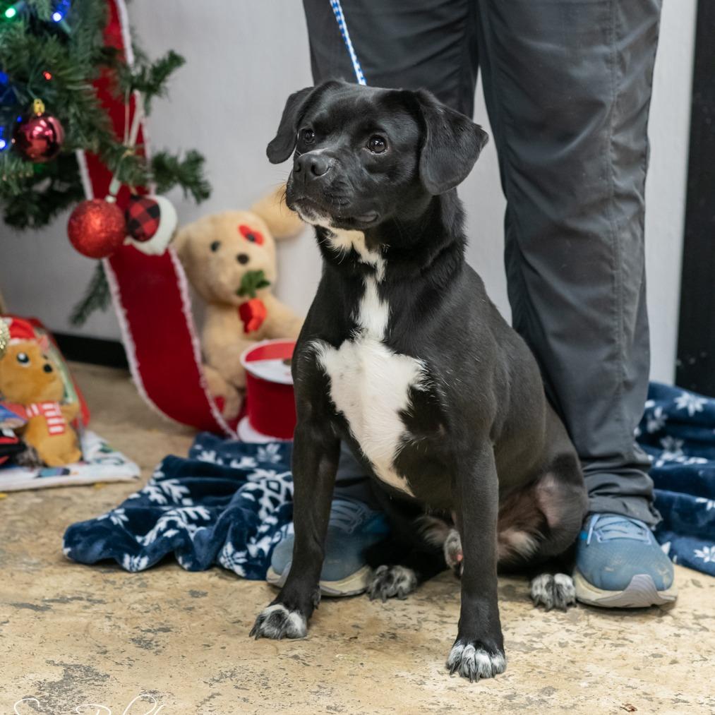 Enlarge KEIKO-30297, a Adoptable mixed breed in Bartlett, TN image 1/2