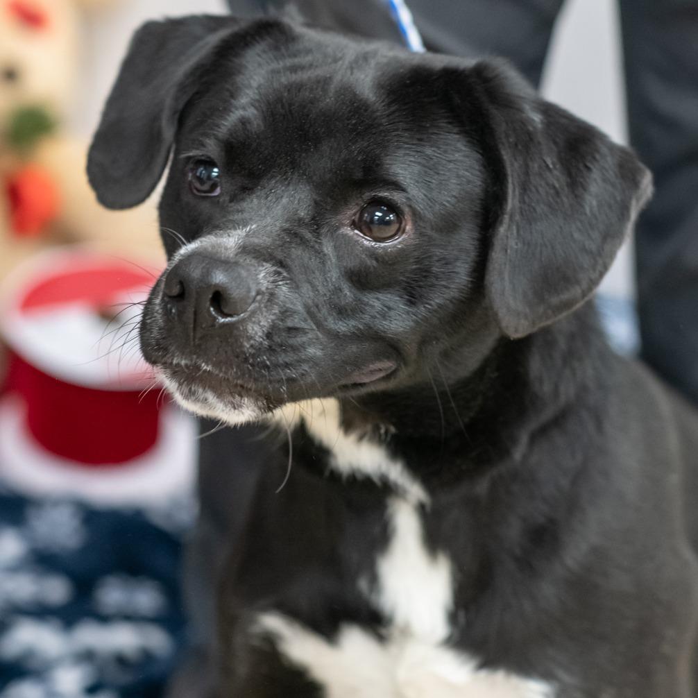 Enlarge KEIKO-30297, a Adoptable mixed breed in Bartlett, TN image 2/2