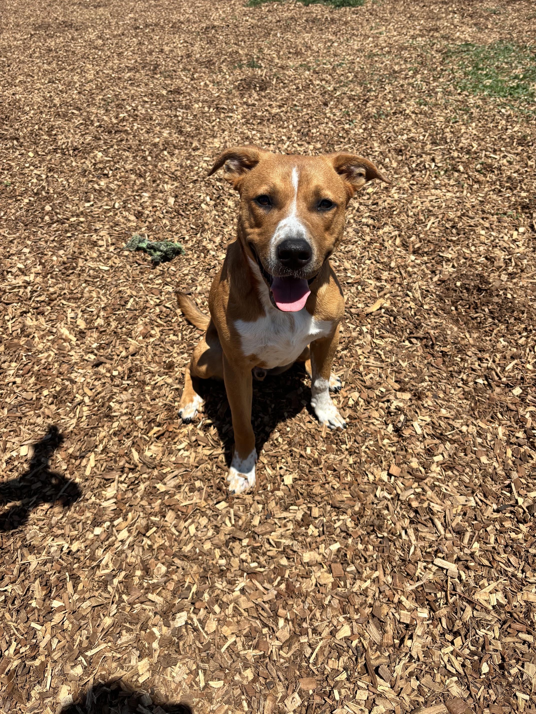 Sage, ADOPTABLE, Puppy Male Mixed Breed.