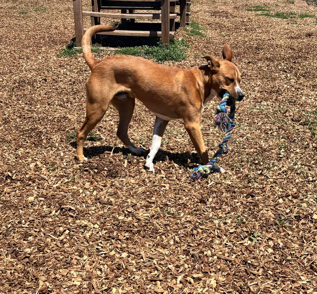 Enlarge Sage, a ADOPTABLE mixed breed in Rockwell City, IA image 3/3