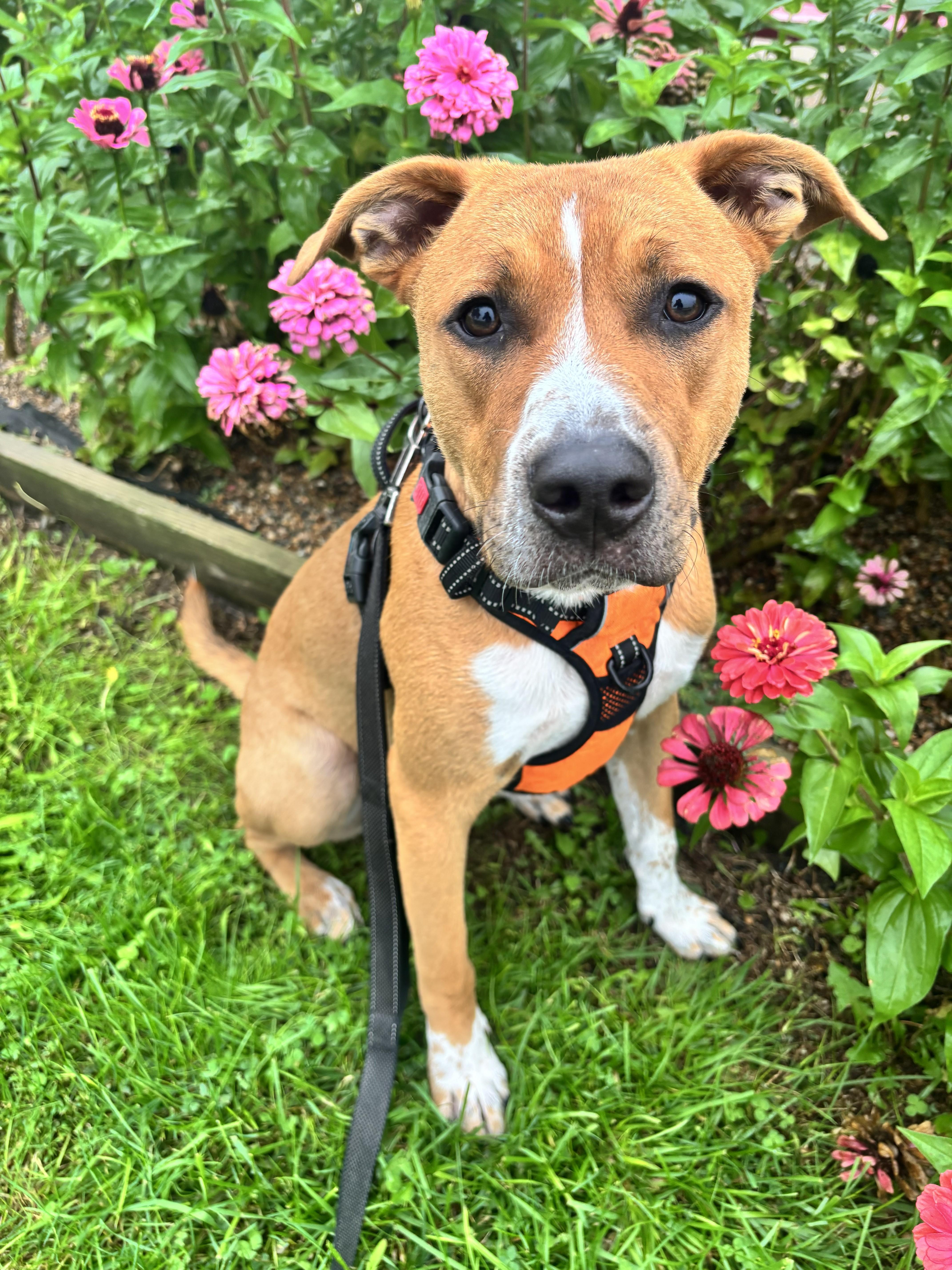 Enlarge Sage, a Adoptable mixed breed in Rockwell City, IA image 1/3