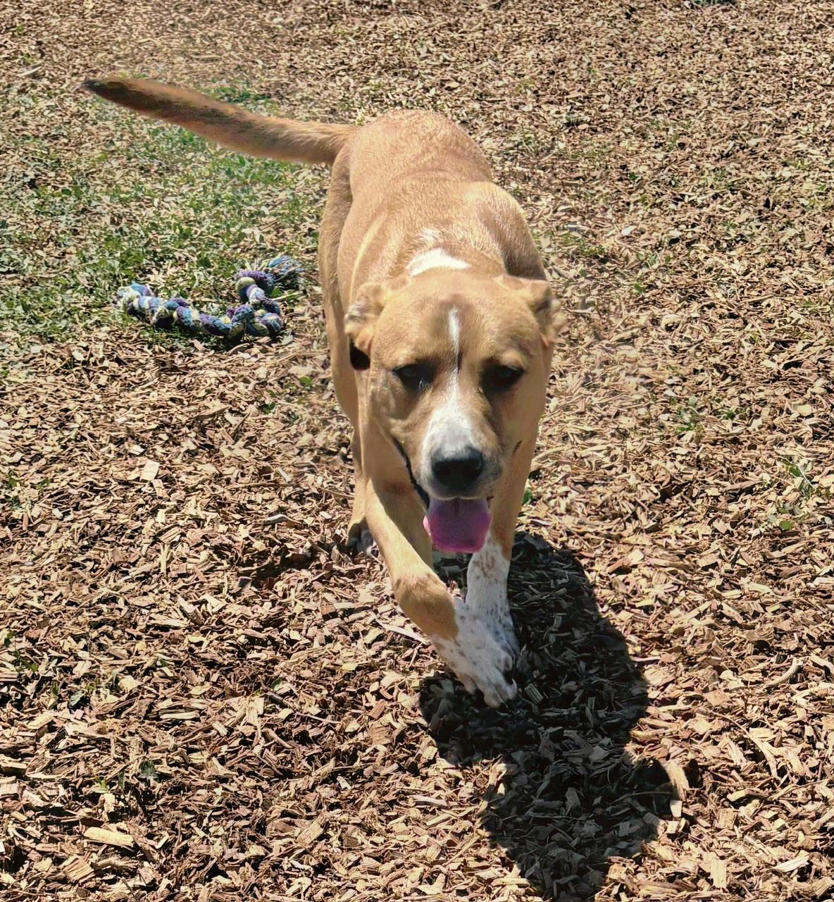 Enlarge Sage, a ADOPTABLE mixed breed in Rockwell City, IA image 2/3