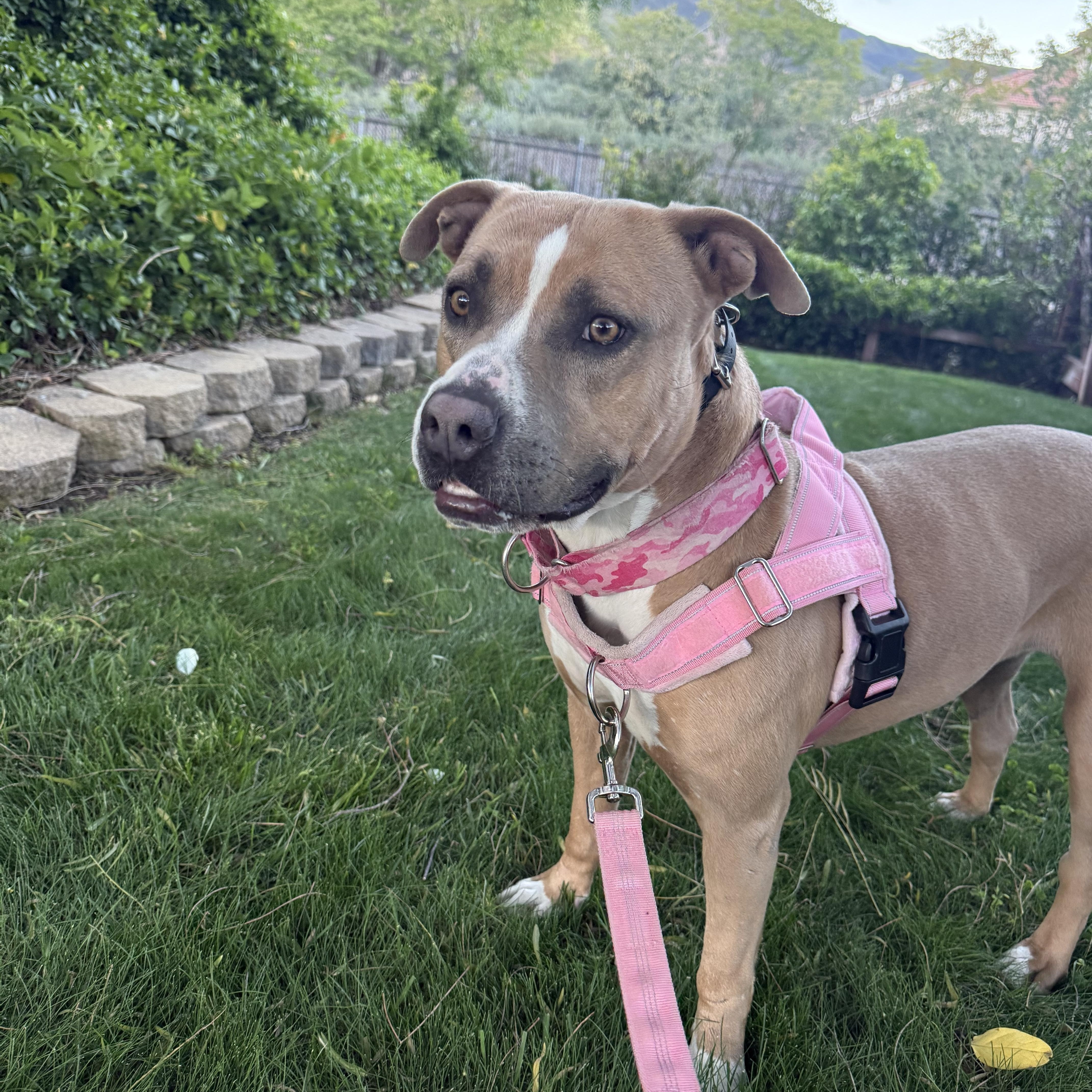 Vixon, a Adoptable mixed breed in Whittier, CA image 1/6