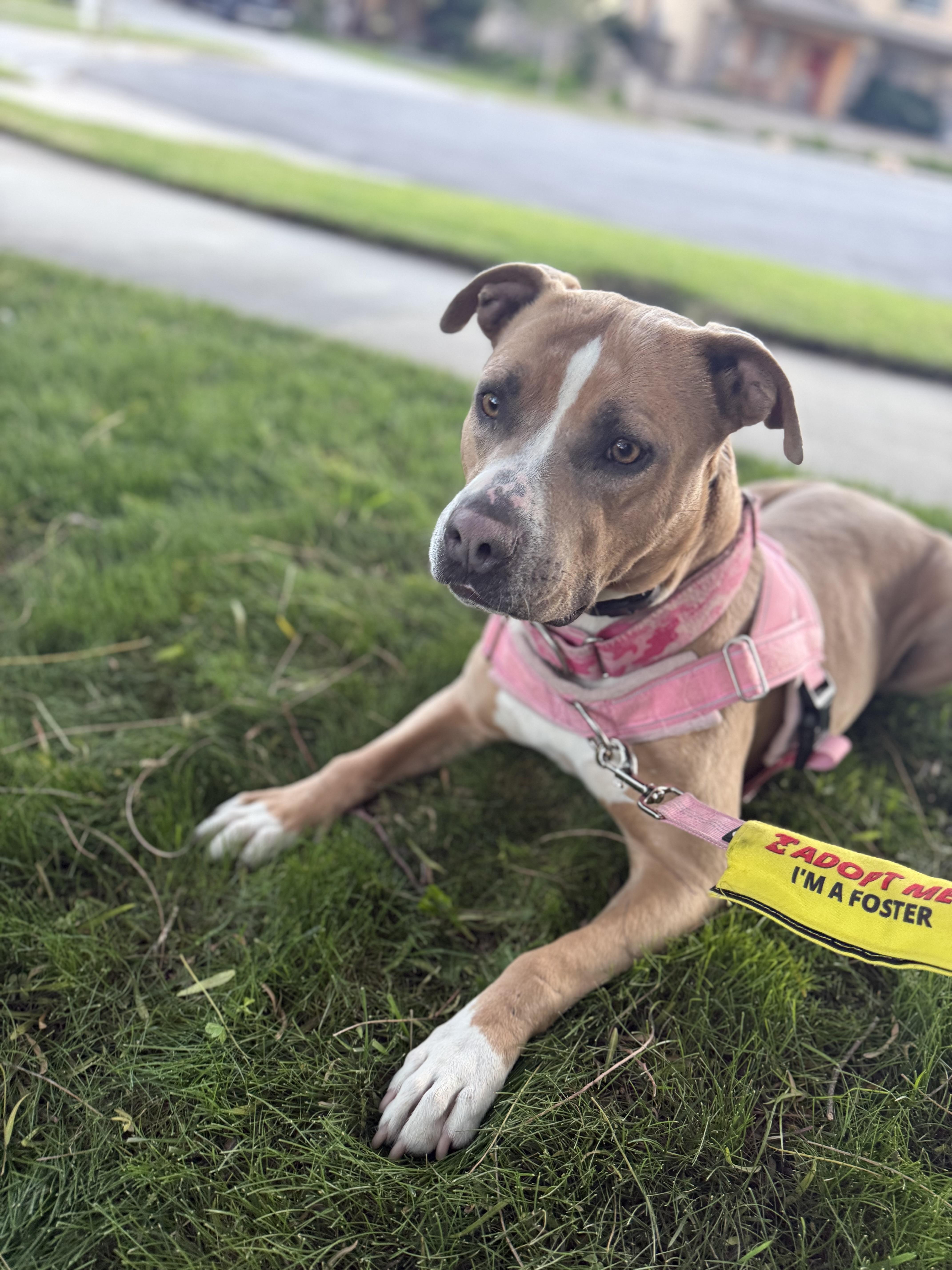 Vixon, a Adoptable mixed breed in Whittier, CA image 5/6