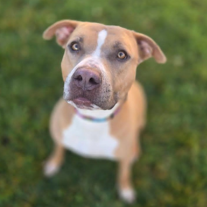 Vixon, a Adoptable mixed breed in Whittier, CA image 6/6