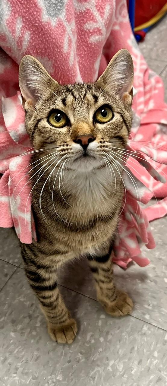 Enlarge Puddin, a Adoptable Domestic Short Hair in Edinburg, VA image 2/2