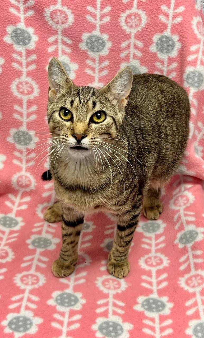 Puddin, Adoptable, Young Female Domestic Short Hair.